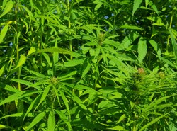 To był duży transport marihuany prosto z Holandii