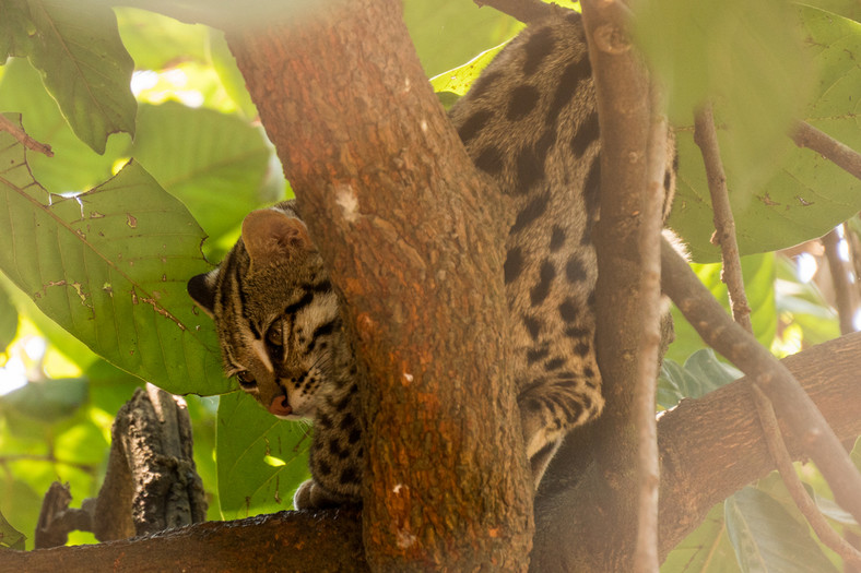 Phnom Tamao Zoological Park