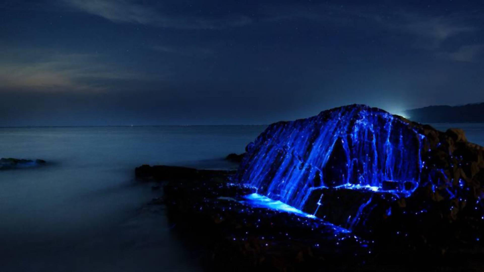 Niesamowite świetliki na japońskim morzu. Wyglądają jak kosmici