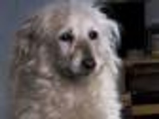 Gmina musi zadbać o los bezdomnych zwierząt