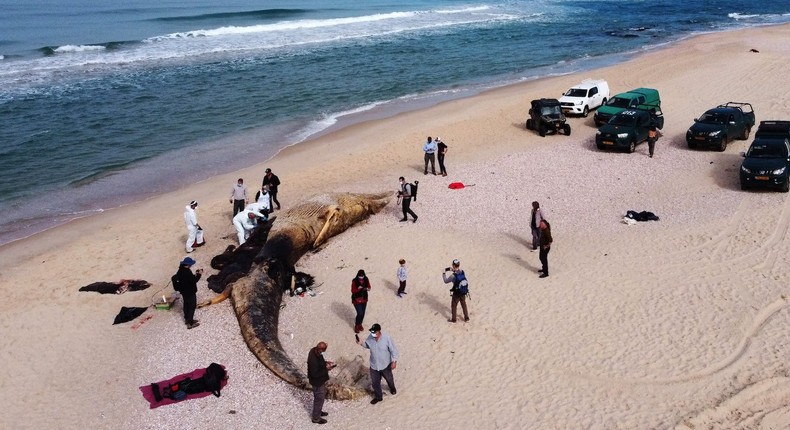 Scientists examine the body of a dead fin whale that washed up from the Mediterranean Sea on February 21, 2021 in Nitzanim, Israel. Vets carrying out an autopsy on the young whale found black liquid in its lungs, suspecting links to oil spills along the Israeli shoreline.
