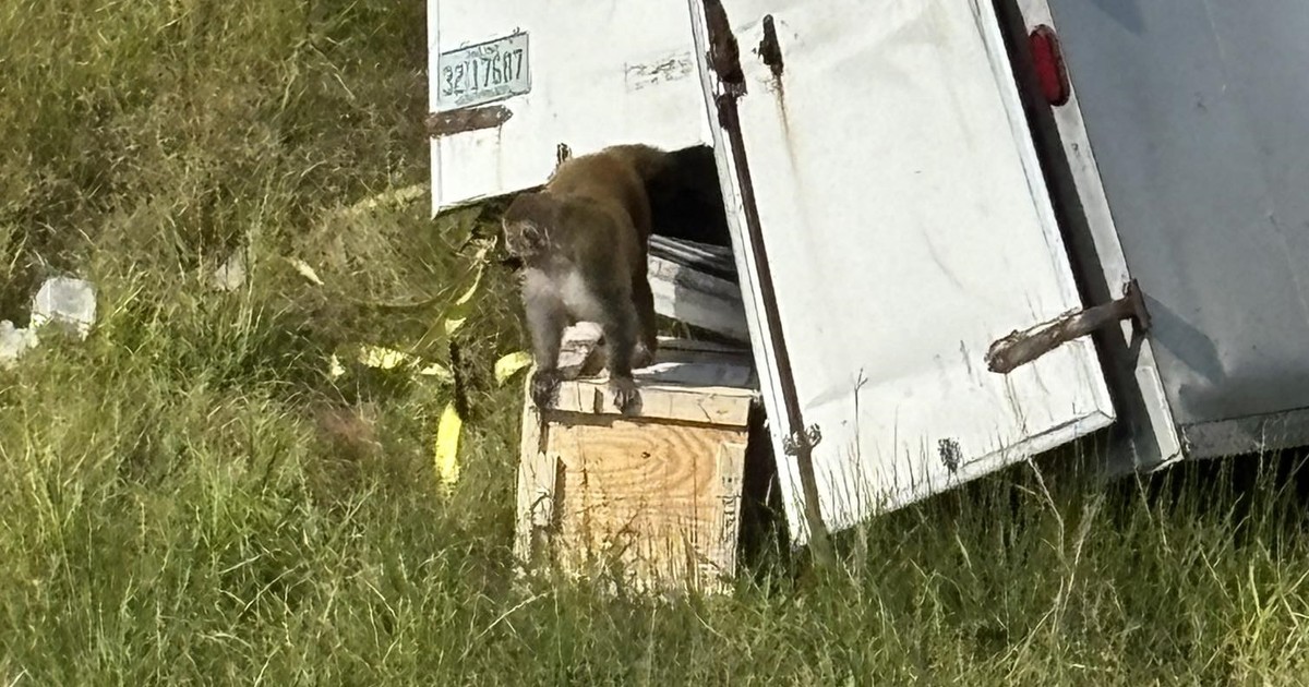"Zarażone" małpy uciekły z rozbitego transportu na autostradzie. Padły strzały
