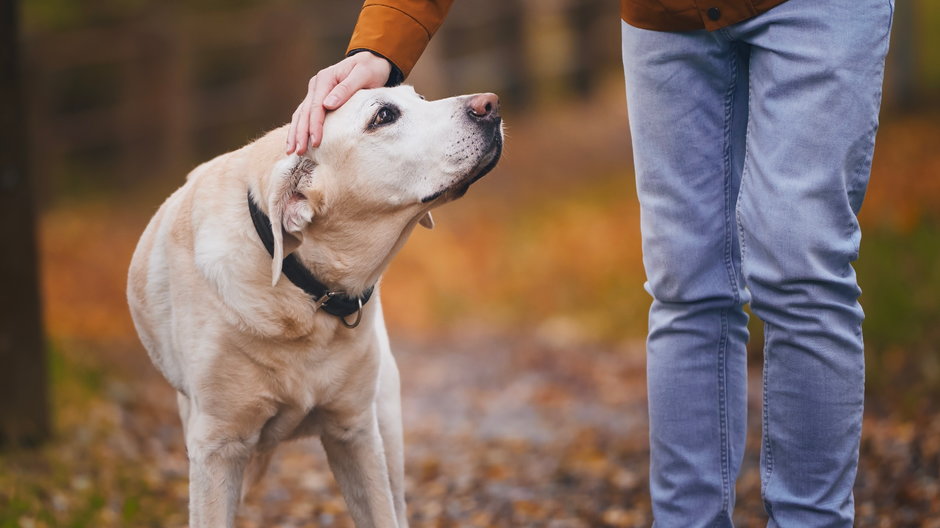 Psy potrafią wyczuć Parkinsona