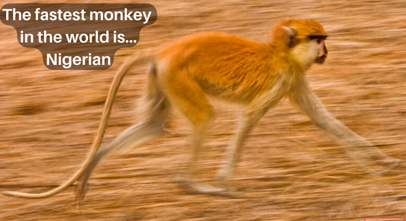 The world's fastest monkey is Nigerian [GWR]