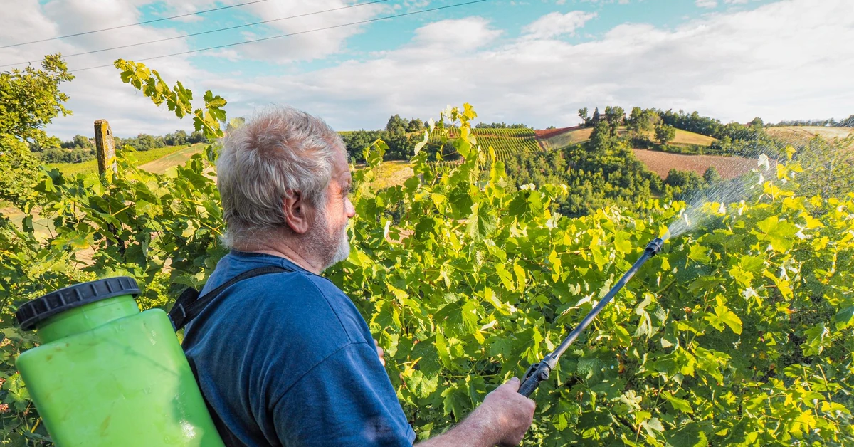 Oprysk Miedzianem - kiedy pryskać Miedzianem? Co pryskać Miedzianem? Czy Miedzian jest szkodliwy?