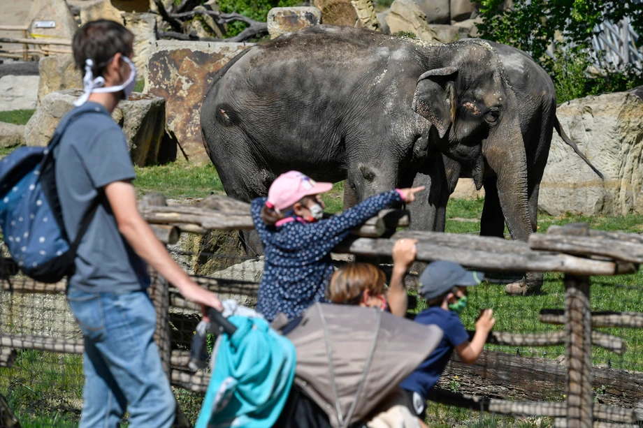 Praskie zoo ponownie otwarte dla zwiedzających. Obowiązuje limit 8,5 tys. wizyt dziennie, 27.04.2020