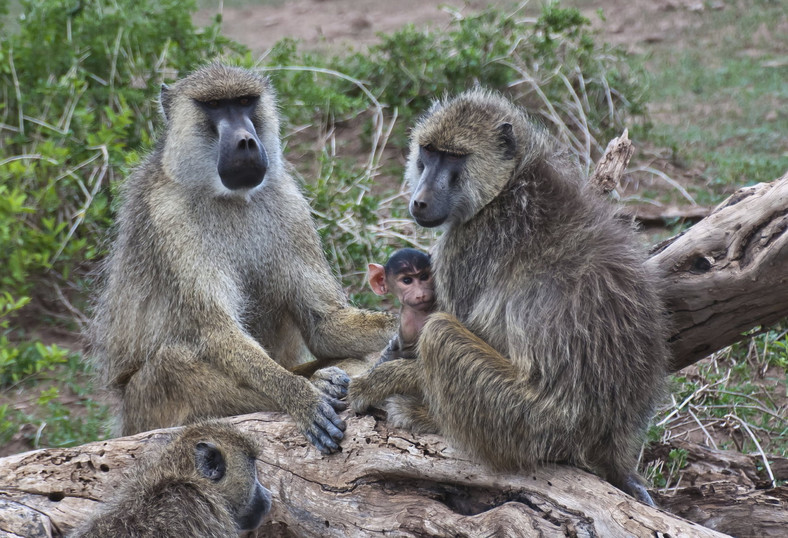Małpia rodzina (Baboon), fot. iSock photo
