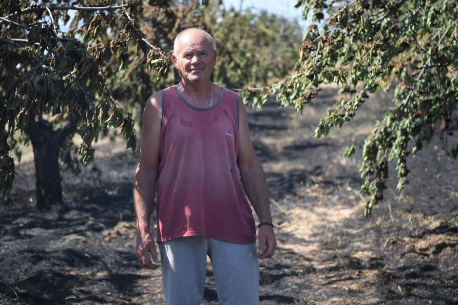 U jučerašnjem požaru u Vinči Momčilu Ivanoviću je izgorelo 50 ari trešanja, a njegovom rođaku dva hektara žita