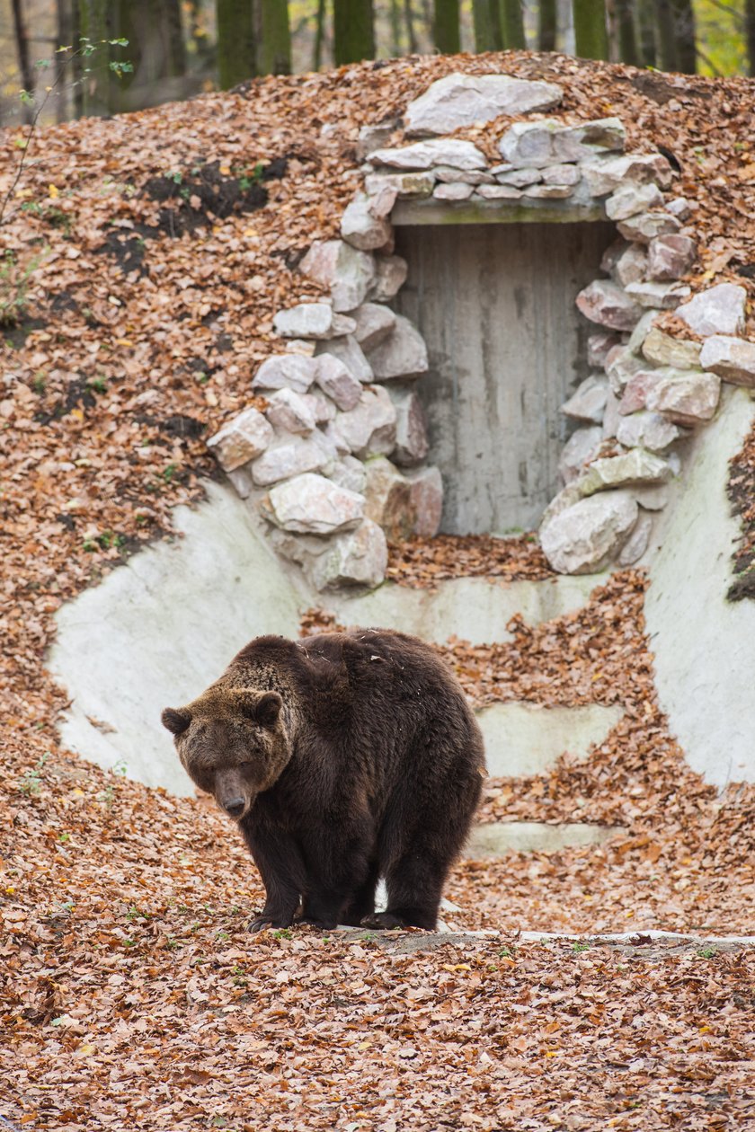 Niedźwiedź z poznańskiego ZOO