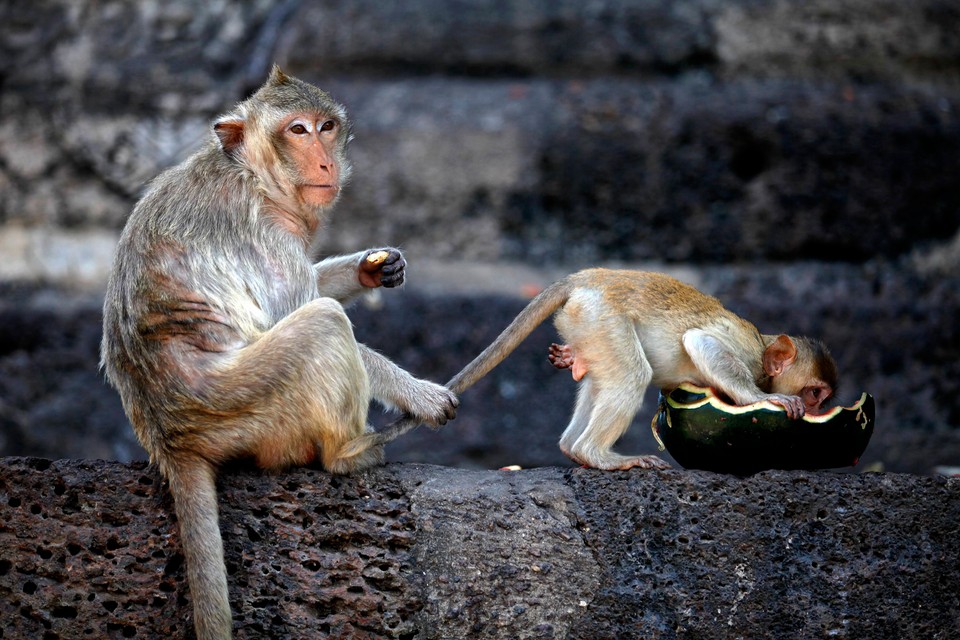 A long-tailed macaque holds its baby's tail during the annual Monkey Buffet Festival at the Pra Prang Sam Yot temple in Lopburi