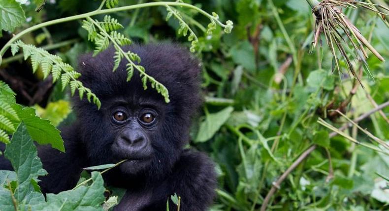 Demand for meat and body parts has driven the gorilla to near extinction 