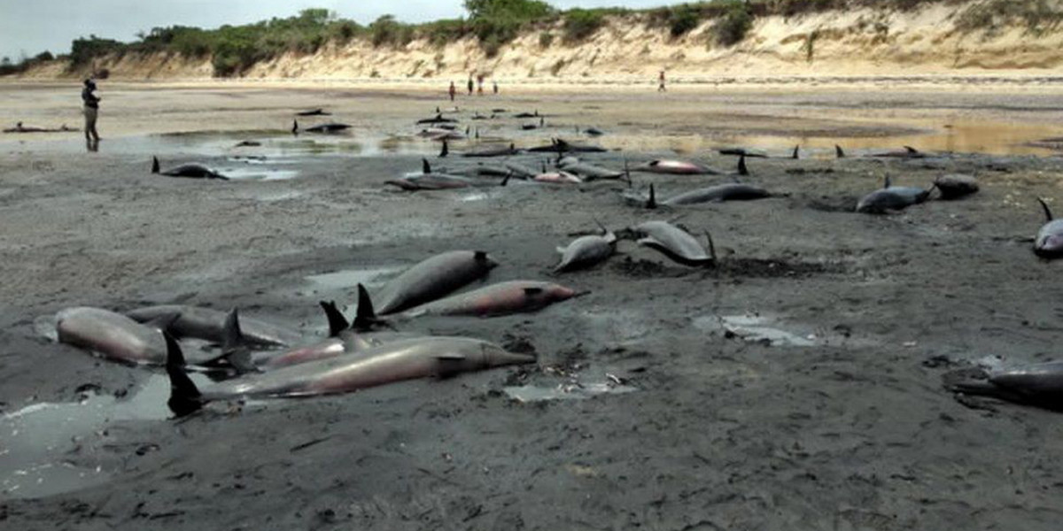 Dziesiątki martwych delfinów na plaży w Mozambiku.