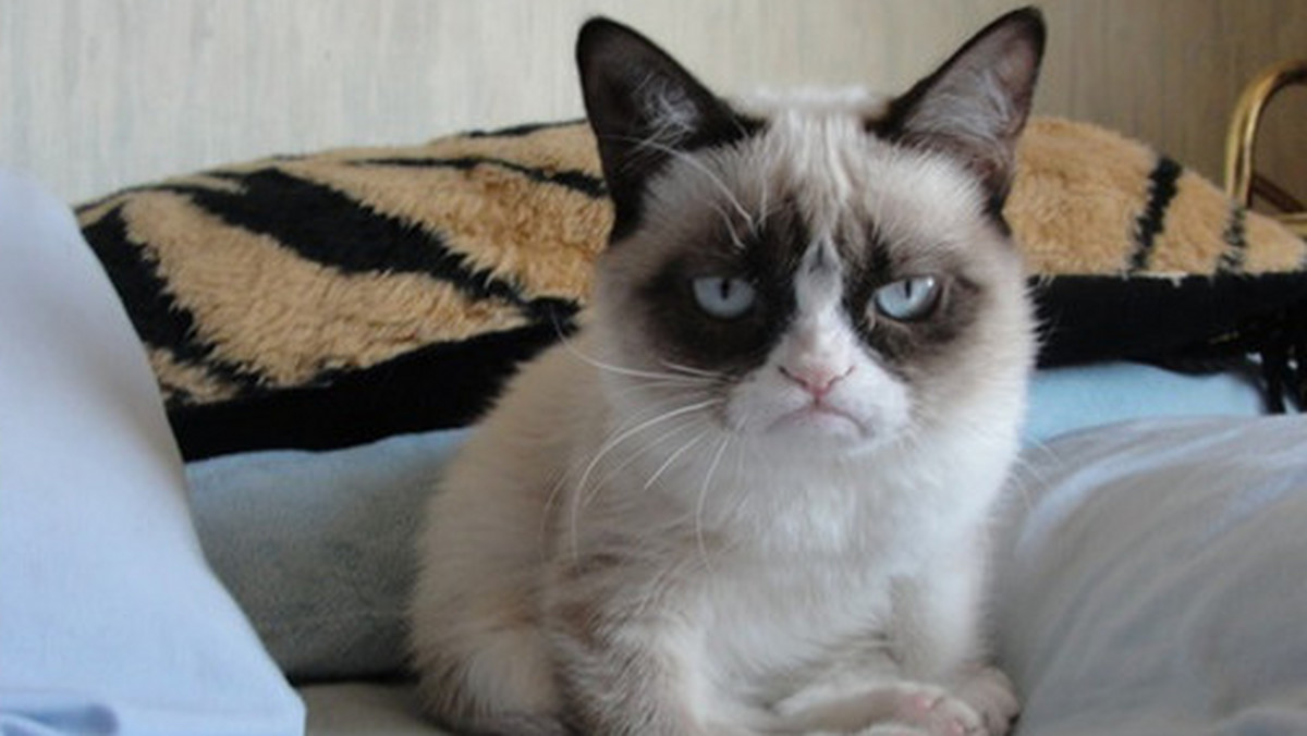 Grumpy cat memy