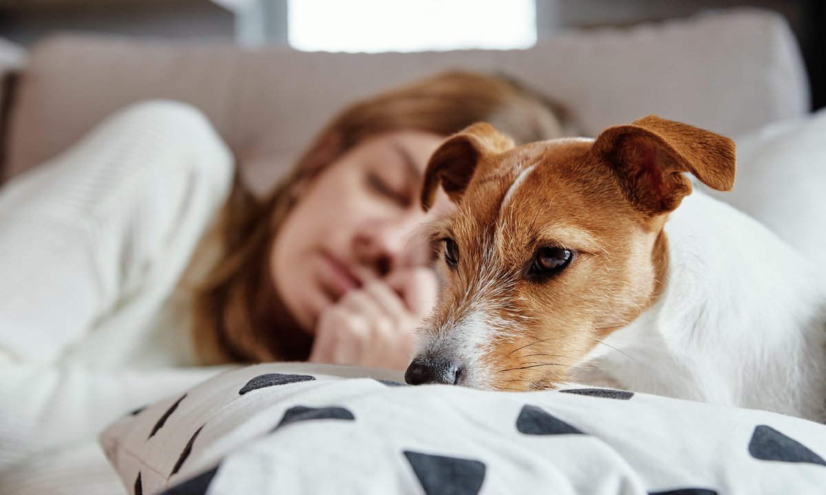 Śpisz w łóżku ze swoim zwierzakiem? Psychologia mówi wprost