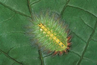 Ta gąsienica zamiast odnóży ma przyssawki. Lepiej jej nie dotykać