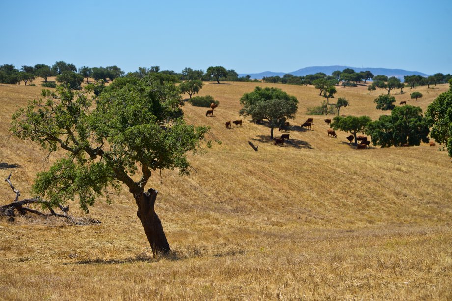 Parque Natural do Vale do Guadiana - park narodowy utworzony w korycie rzeki Gwadiany.