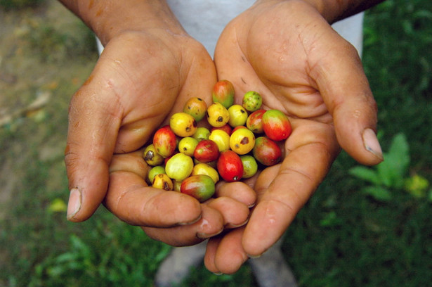 Dojrzałe ziarna kawy po zbiorze na plantacji. Fot. Bloomberg