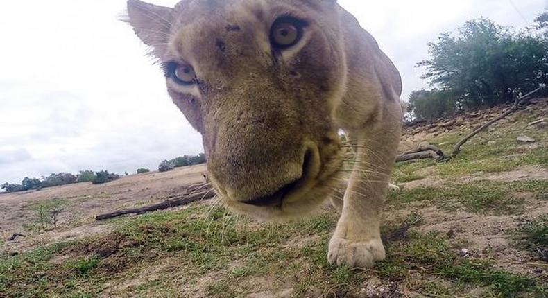 Lion takes amazing selfies after stealing a GoPro