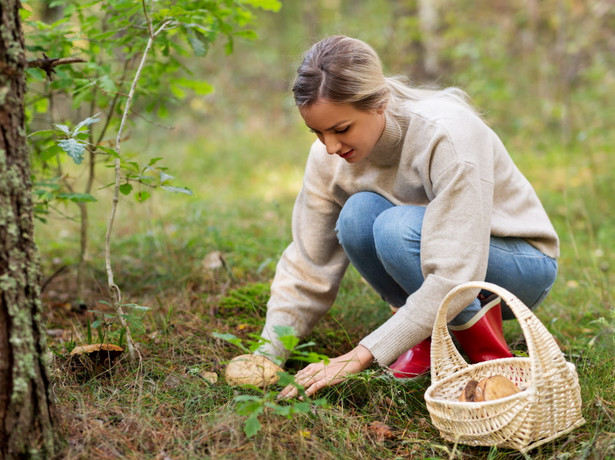 Kobieta zbiera grzyby w lesie. Grzybobranie.