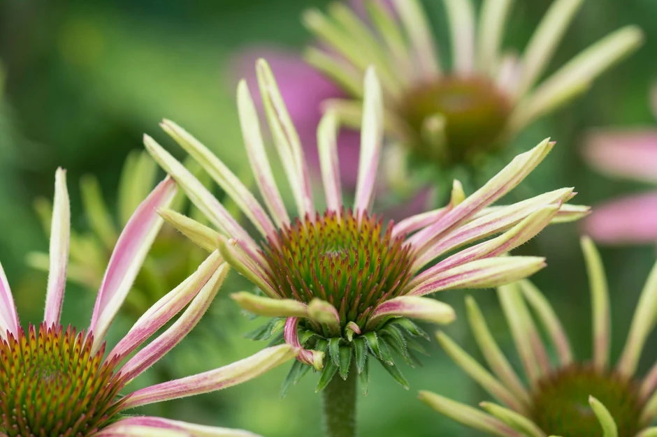 imunitet Echinacea