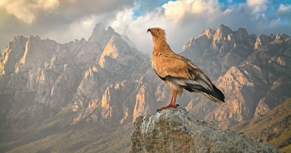 Tajemnice białosępa. Żywi się głównie padliną, ale poluje także na małe ssaki