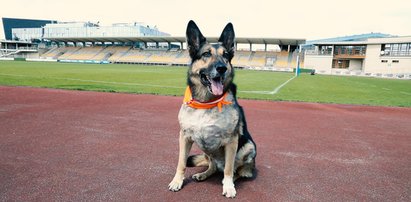 Ten pies pokonuje dziennie dziesiątki kilometrów! Powód zaskakuje