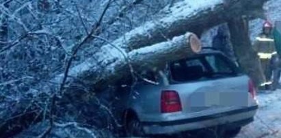 Najpierw był huk, później potężne uderzenie. Kierowca cudem przeżył, gdy potężne drzewo spadło na samochód