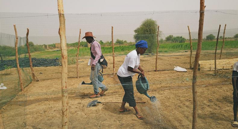 Since 2007, a variety of projects have started as part of the Great Green Wall, including growing gardens in Senegal.Zohra Bensemra/Reuters