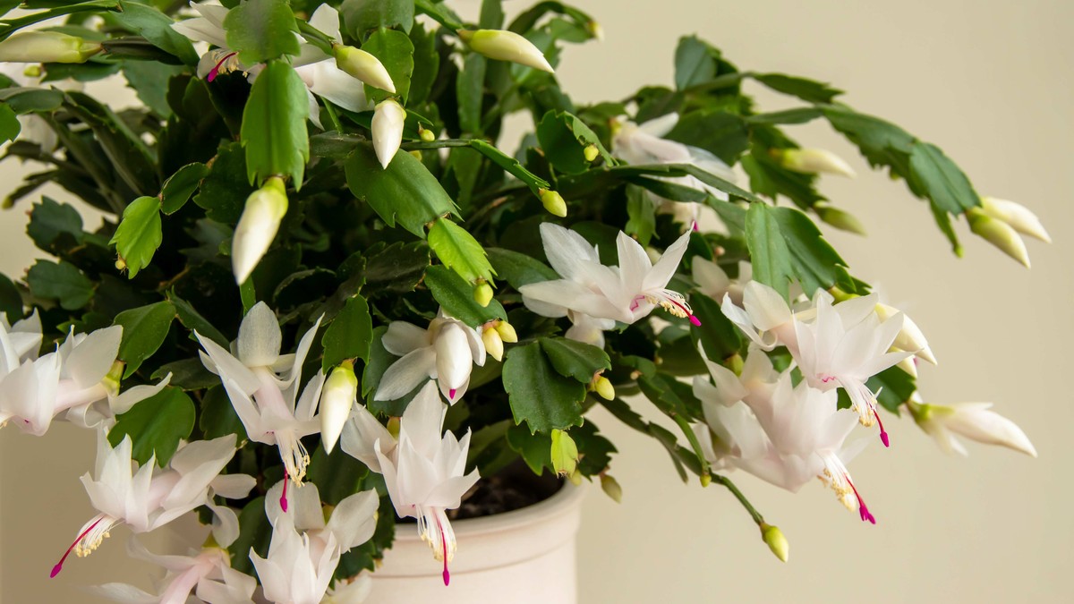 Božićni kaktus može da živi više od 70 godina ako jednom nedeljno obavite zadatak od 10 sekundi