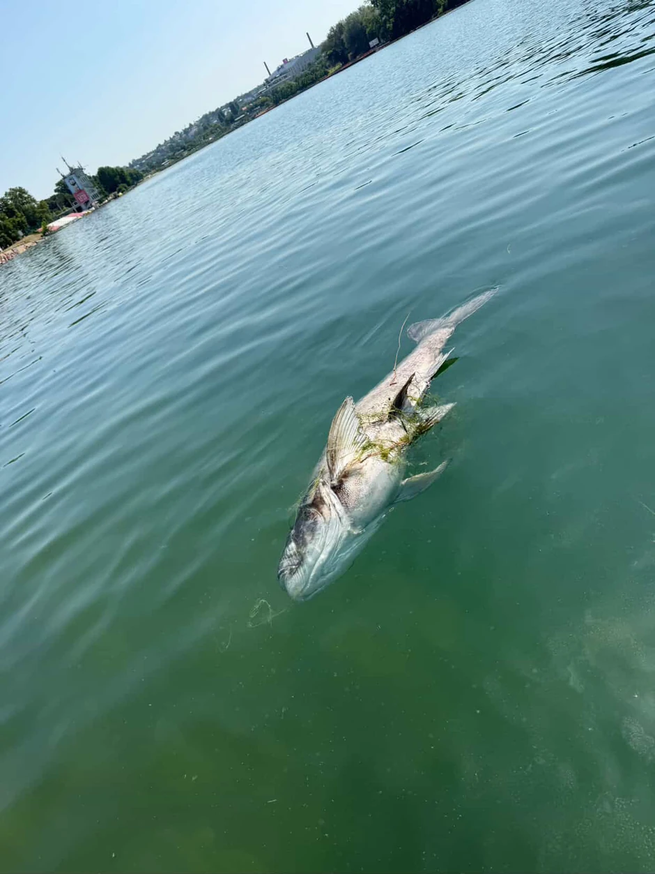 Uginuli tolstolobik na Adi
