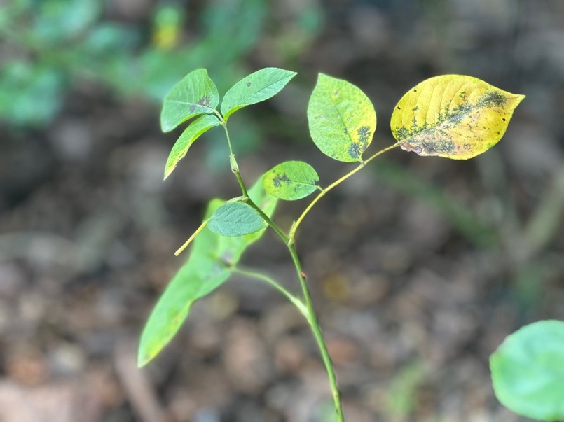 Czarna plamistość róż na liściach, choroba grzybowa