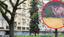 Obława na kangura na ulicach Krakowa. Mieszkańcy w szoku. "Myślałem, że mam zwidy"