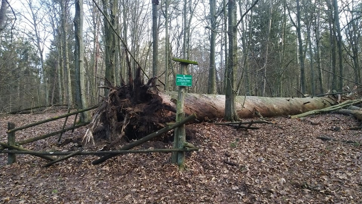 <strong>Niedawne silne wiatry przewróciły "Królewską Sosnę”, pomnik przyrody z rezerwatu nad Jeziorem Mokrym - podał w środę Mazurski Park Krajobrazowy. Wiek tego drzewa szacowany jest na 320 lat.</strong>