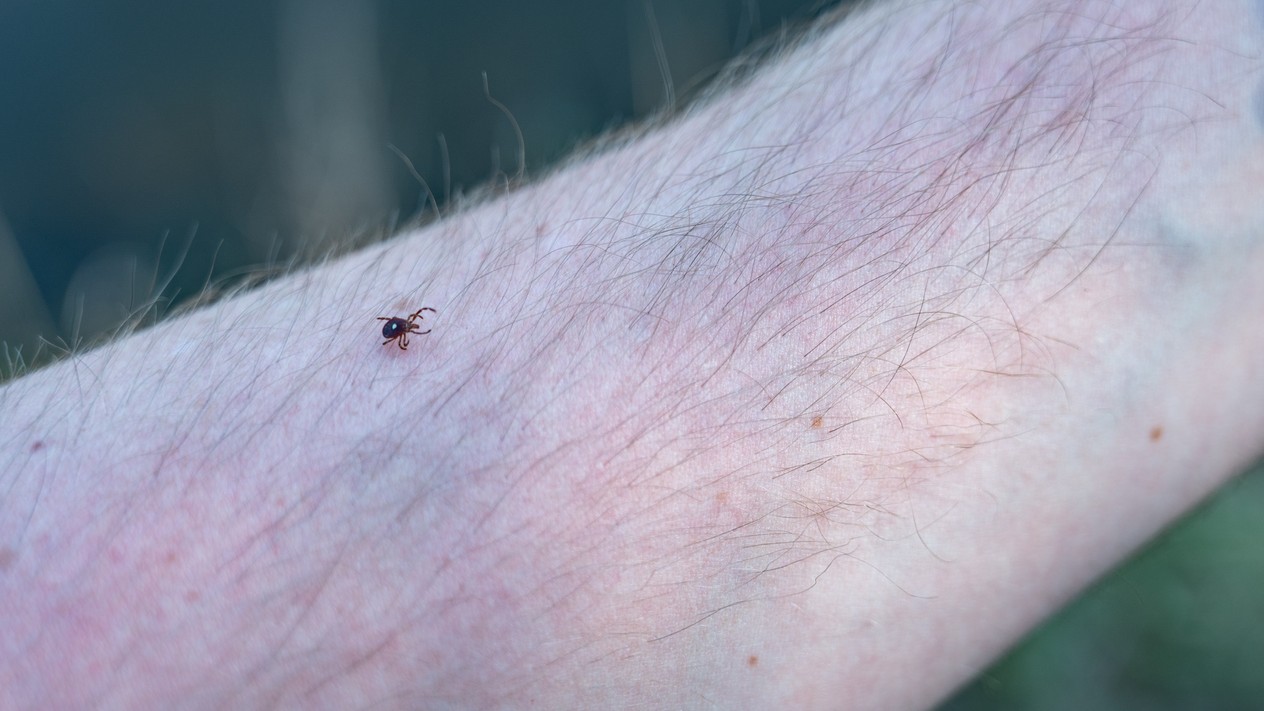 Kliešte sa ukrývajú najmä vo vysokej tráve a nízkej vegetácii, odkiaľ sa zachytávajú na človeka alebo zviera pri prechode okolo.