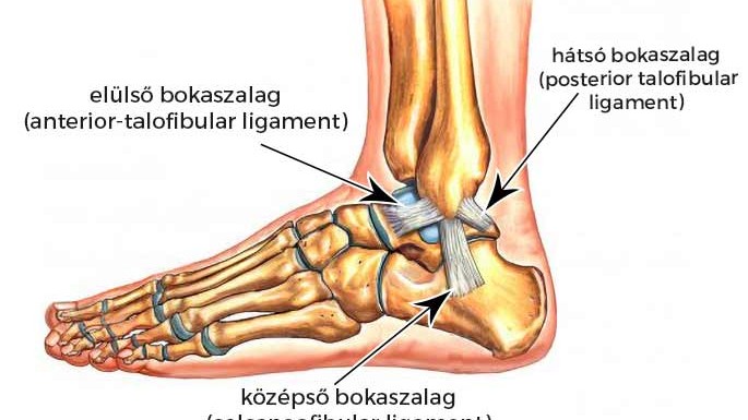 A bokaszalag-szakadás egy olyan sérülés, amely a boka rossz irányba történő fordulása, csavarodása vagy gördülése során alakulhat ki. A rossz mozdulat ilyenkor azt okozza, hogy a boka csontjait összekötő merev kötőszöveti szalag – az ínszalag – erőteljesen megnyúlik és akár el is szakad.