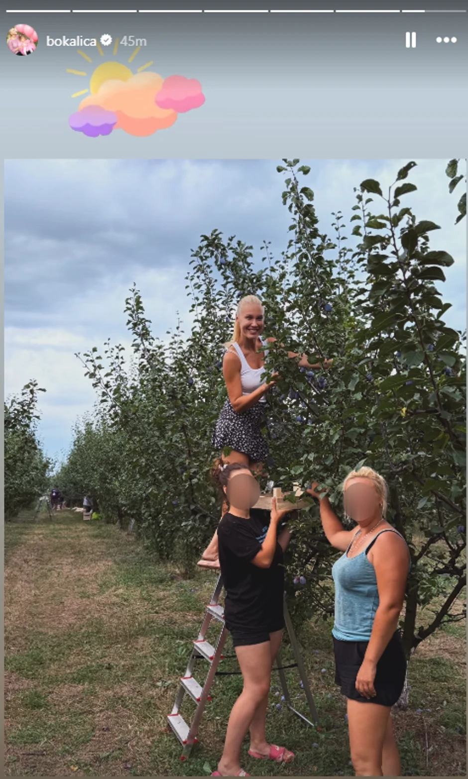 Bojana bere šljive