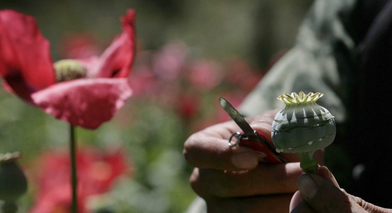 Backlash and attempts to regulate 'unwashed' poppy seeds are building ...