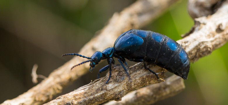 W polskich lasach żyje niezwykle groźny chrząszcz. Leśnicy ostrzegają przed jego jadem