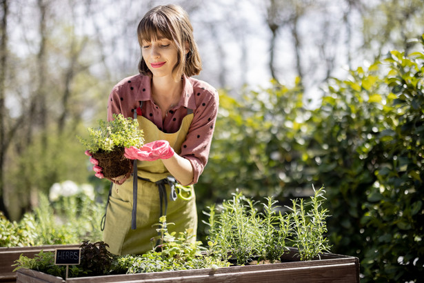 Posiadacze ogródka działkowego mogą uprawiać na nim kwiaty i inne rośliny