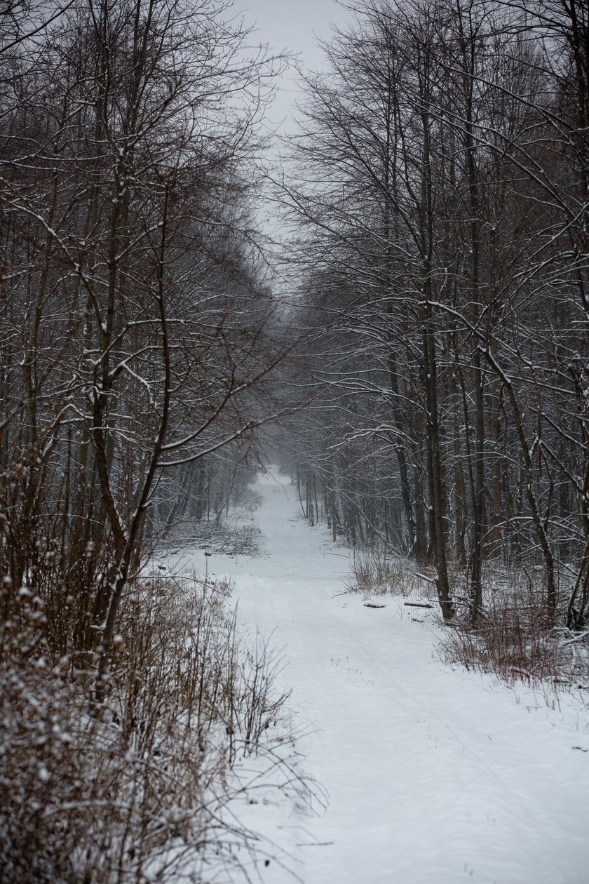 Śnieg w lesie