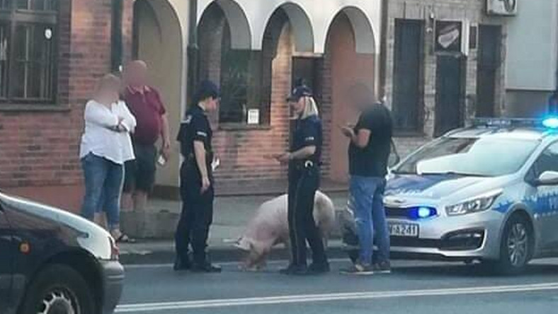 Koszalin: świnia biegała po ulicach miasta