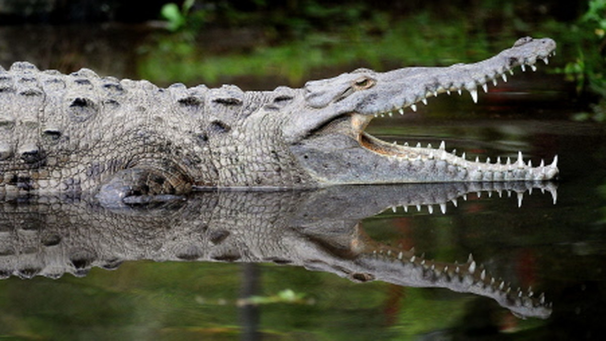 Największy krokodyl Afryki żył ponad dwa miliony lat temu. Mógłby z łatwością połknąć człowieka.