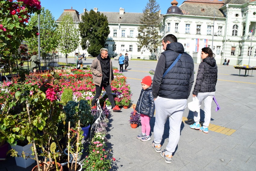 Cvetna pijaca u Zrenjaninu 