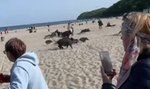 Jedni byli wystraszeni, inni gonili warchlaki - opowiada pan Tomasz, który sfilmował ucieczkę stada dzików z plaży w Gdyni