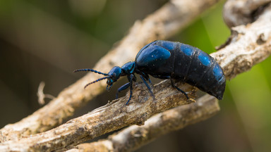 W polskich lasach żyje niezwykle groźny chrząszcz. Leśnicy ostrzegają przed jego jadem