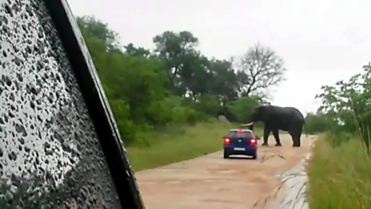 W Parku Narodowym Krugera w Republice Południowej Afryki doszło do ataku słonia na samochód z parą turystów.