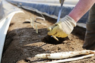 Szparagi będą droższe? Obawy ws. pracowników i wzrost kosztów produkcji