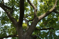 Drzewo sąsiada wchodzi na Twoją działkę? Masz prawo do przycięcia gałęzi! Znamy warunki, by uniknąć wojny sąsiedzkiej!