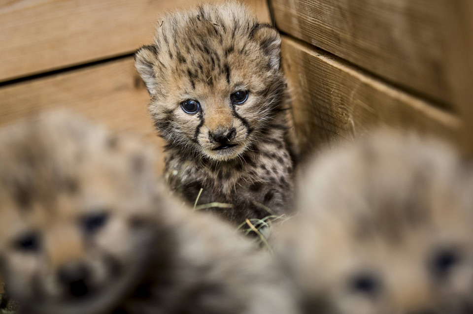 Młode gepardy w Zoo Dvur Kralove