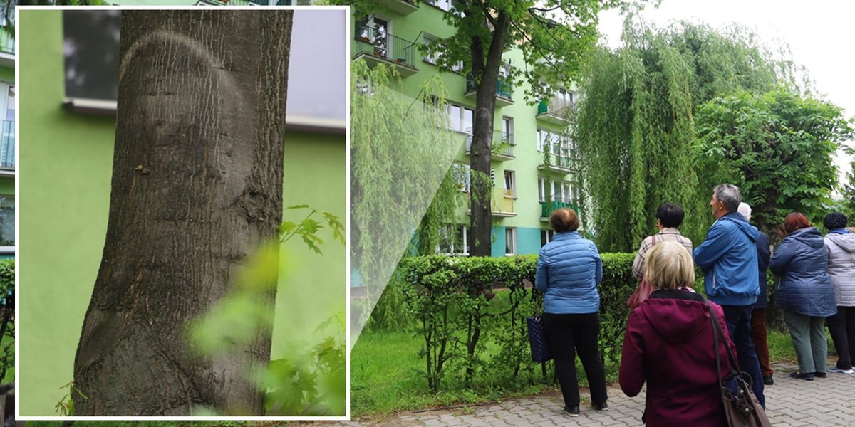 Drzewo w Parczewie. Niektórzy dostrzegają na nim postać Matki Boskiej 